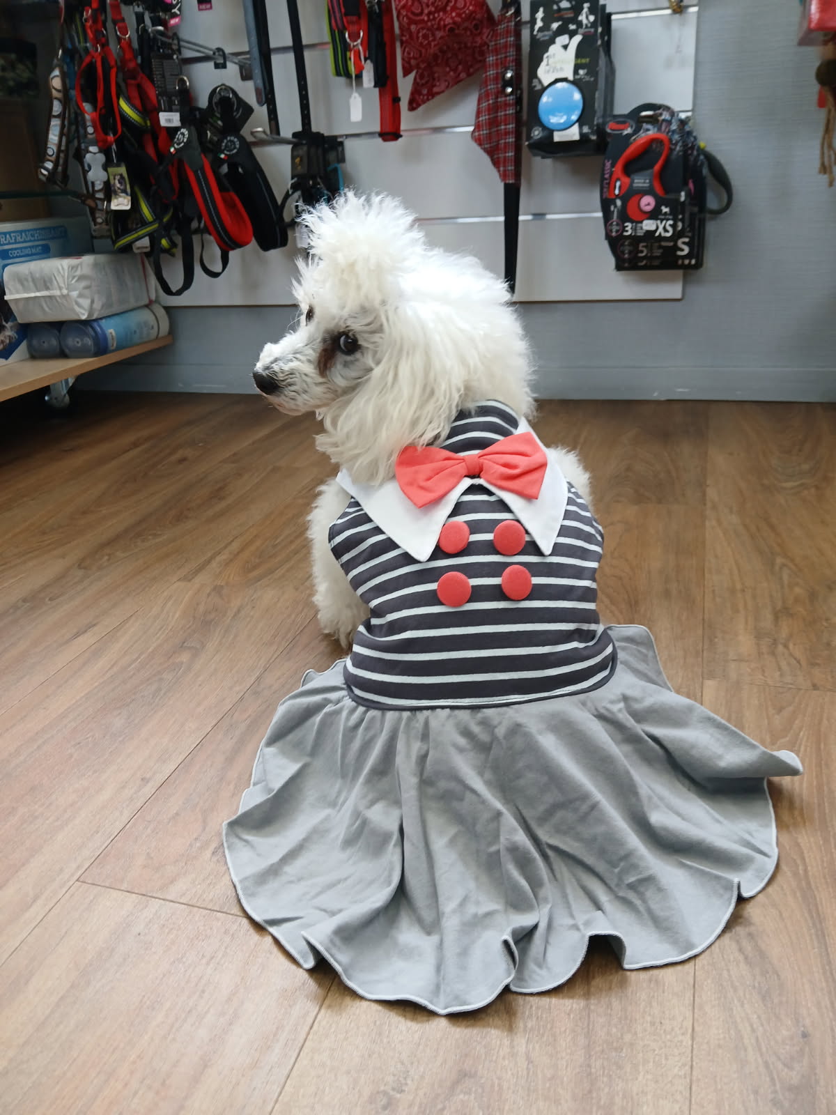 Petit caniche blanc habillé, à la boutique du salon