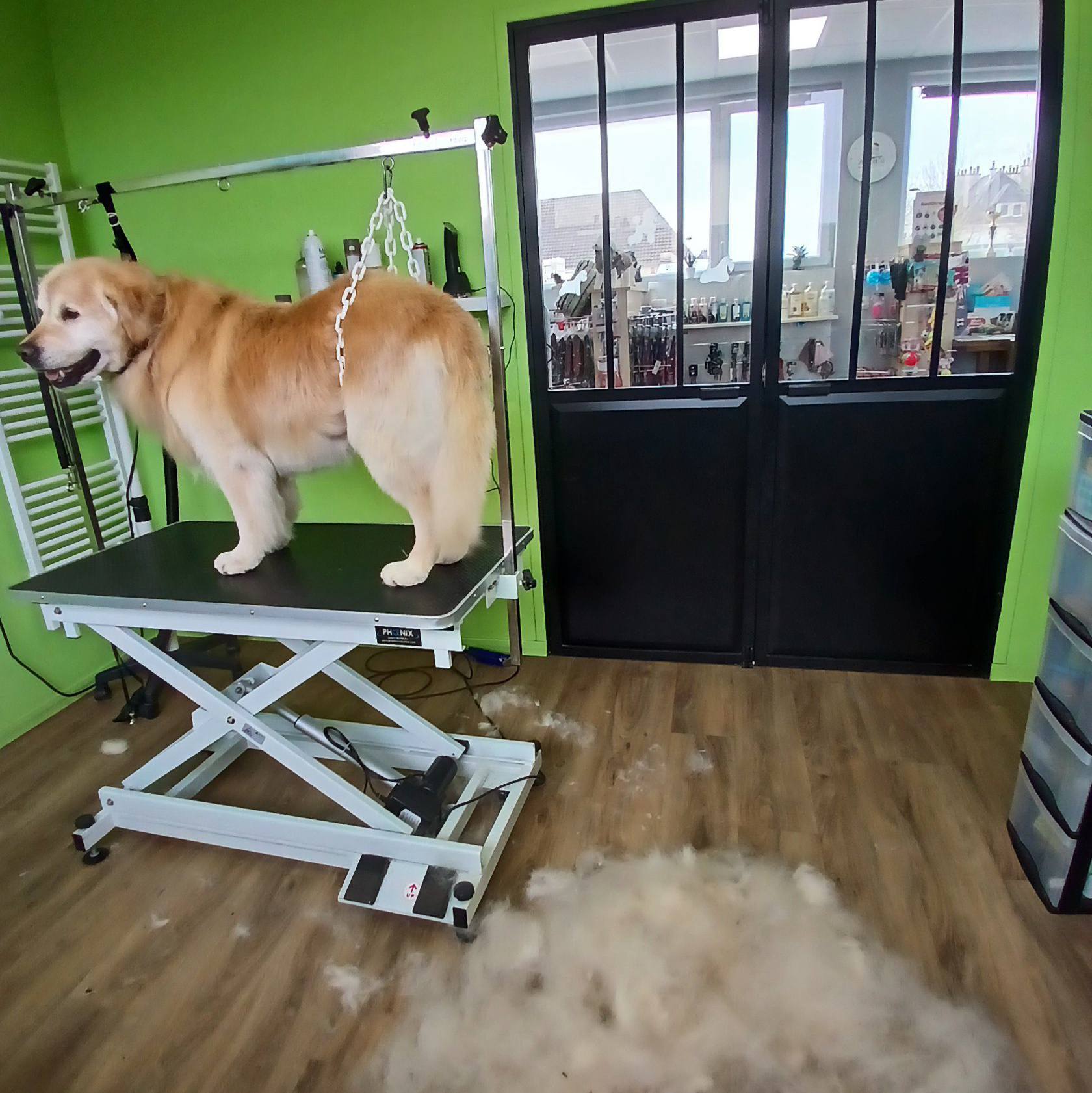Golden retriever sur la table de toilettage du salon
